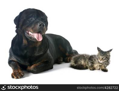 maine coon kitten and rottweiler in front of white background