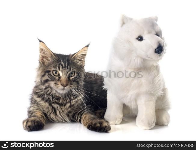 maine coon kitten and toy in front of white background