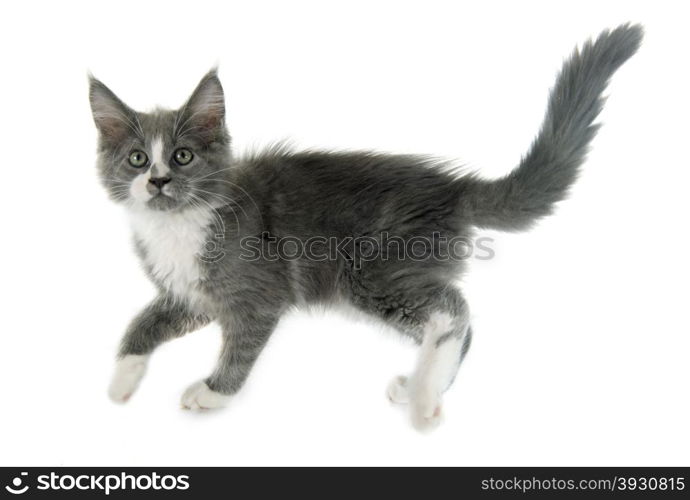 maine coon kitten in front of white background