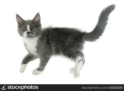 maine coon kitten in front of white background