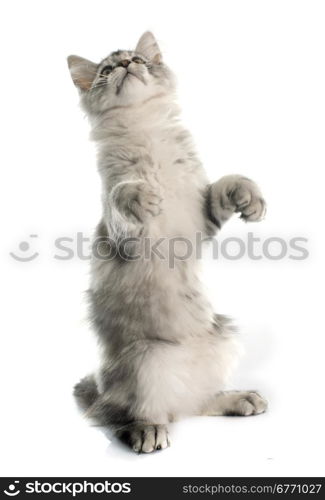 maine coon kitten in front of white background