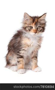 maine coon kitten. maine coon kitten in front of a white background