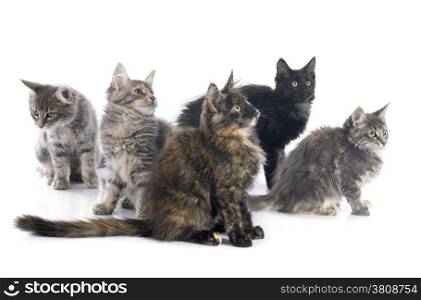 maine coon kitten on a white background