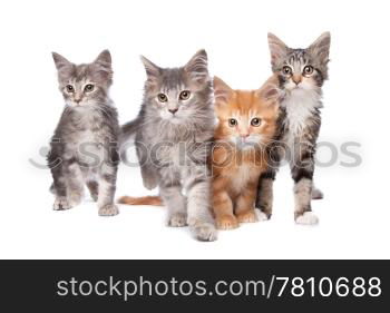Maine Coon kittens. Maine Coon kittens in front of a white background