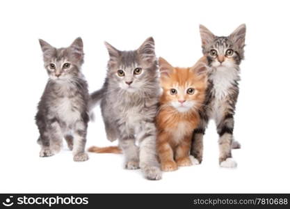 Maine Coon kittens. Maine Coon kittens in front of a white background