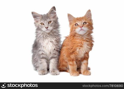 Maine Coon kittens. Maine Coon kittens in front of a white background