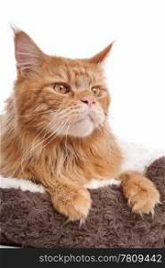 maine coon. maine coon in front of a white background
