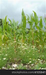 Maize cover crop