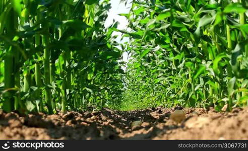 Maize field low angle view