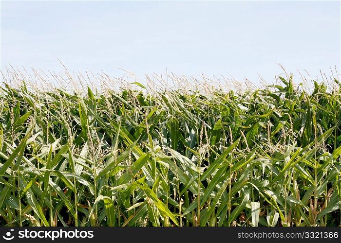 Maize field with nobody in it