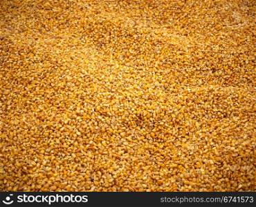 maize kernels. yellow corn as feed corn