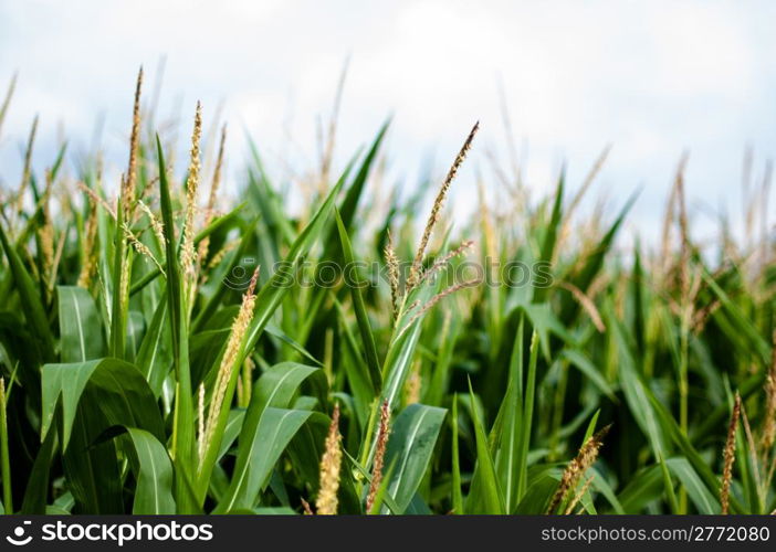 Maize on the field with blue sky in the background