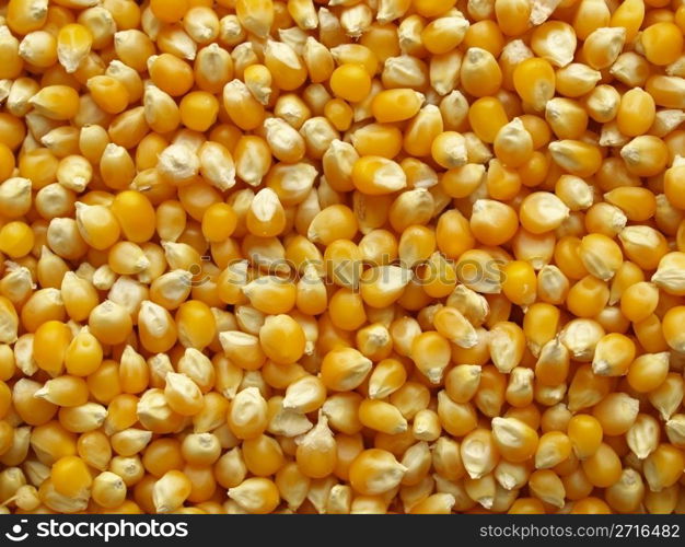 Maize or corn useful as a background. Maize corn
