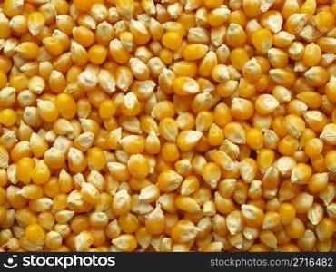 Maize or corn useful as a background. Maize corn