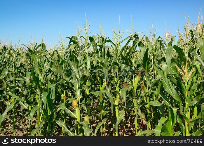 Maize stalks on the blue sky background.