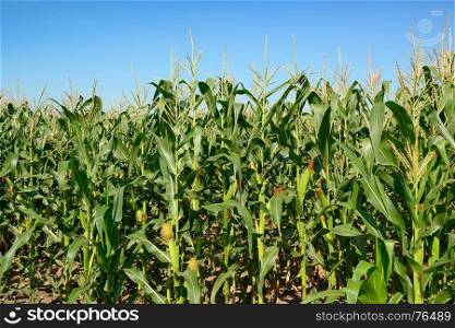 Maize stalks on the blue sky background.
