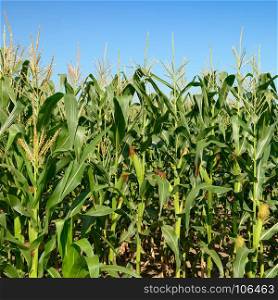Maize stalks on the blue sky background. Cornfield.