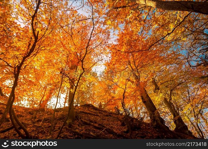 Majestic colorful forest with sunny beams. Bright autumn leaves. Carpathians, Ukraine, Europe. Beauty world. Golden autumn in the forest