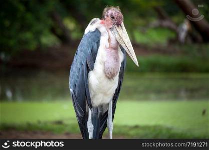 majestic Dalmatian pelican standing on water