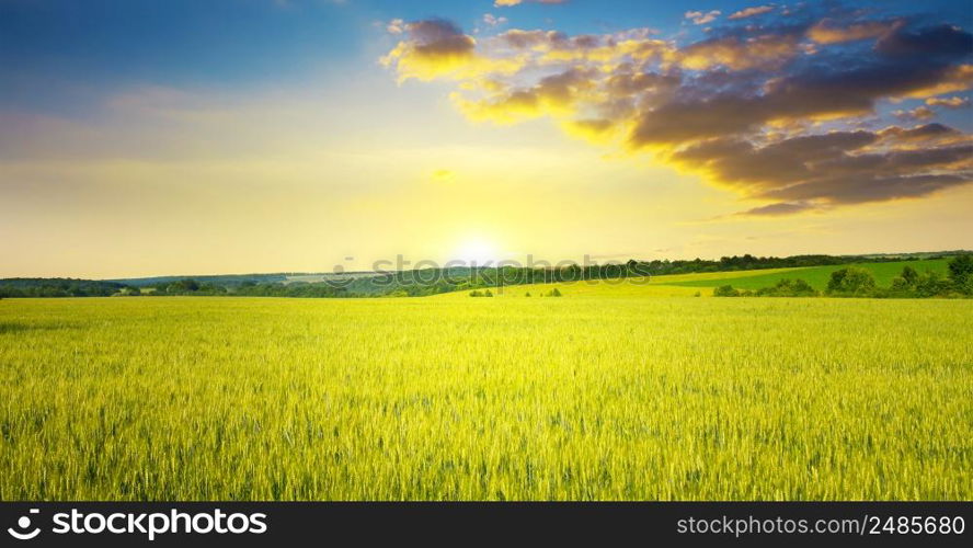 Majestic dawn and blue sky with clouds over ripe summer wheat field.