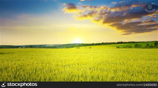 Majestic dawn and blue sky with clouds over ripe summer wheat field.