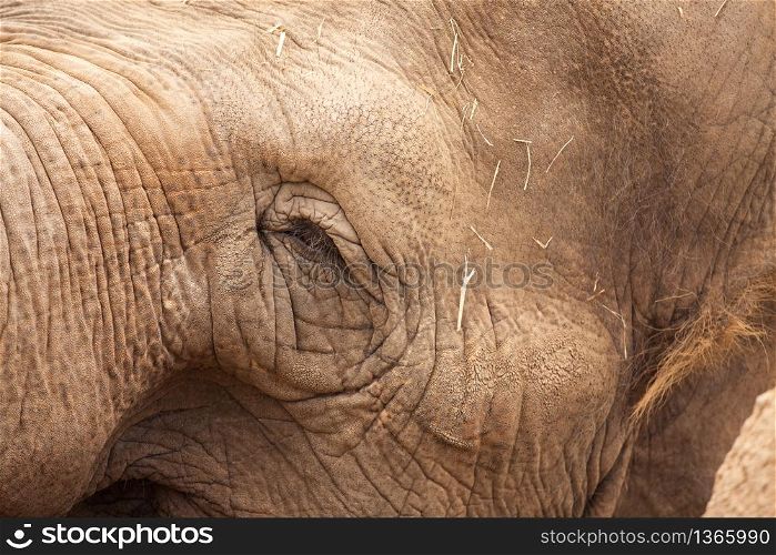 Majestic Endangered Elephant&rsquo;s Eye Close-Up XXL Image.