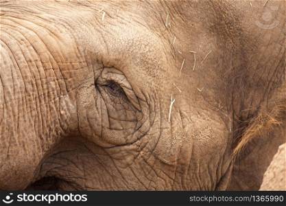 Majestic Endangered Elephant&rsquo;s Eye Close-Up XXL Image.