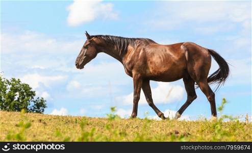 Majestic graceful brown horse in meadow.. Majestic graceful brown horse in meadow field. Tranquil countryside scene.