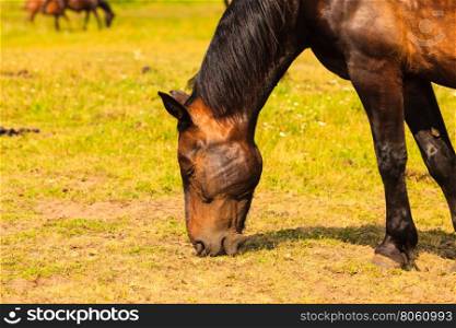 Majestic graceful brown horse in meadow.. Majestic graceful brown horse in meadow field. Tranquil countryside scene.