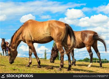 Majestic graceful brown horses in meadow.. Majestic graceful brown horses in meadow field. Tranquil countryside scene.