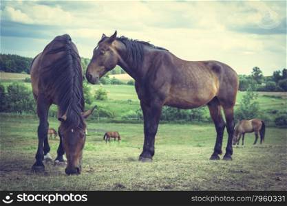 Majestic graceful brown horses in meadow.. Majestic graceful brown horses in meadow field. Tranquil countryside scene.