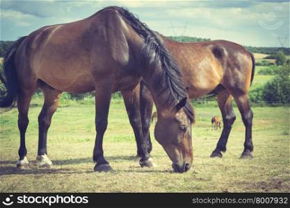 Majestic graceful horses in meadow.. Majestic graceful horses in meadow field. Tranquil countryside scene.