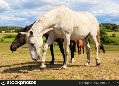 Majestic graceful white horse in meadow.. Majestic graceful white horse in meadow field. Tranquil countryside scene.