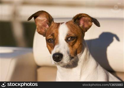 Majestic Jack Russell Terrier Dog Portrait