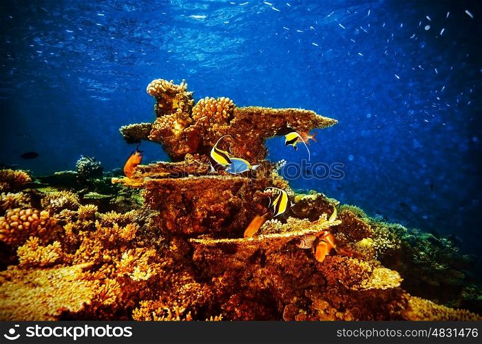 Majestic marine life, beautiful natural background, coral garden and many exotic fishes under transparent water, beauty of nature concept