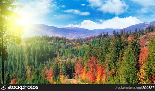 Majestic particolored forest with sunny beams. Red and yellow autumn leaves. Carpathians, Ukraine, Europe. Wide photo .