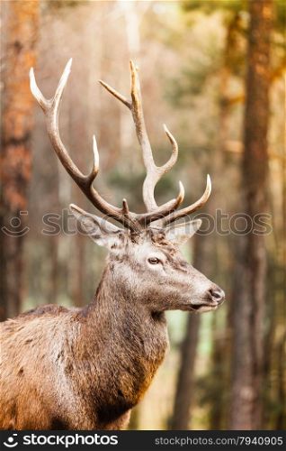 Majestic powerful adult male red deer stag in autumn fall forest. Animals in natural environment, beauty in nature.