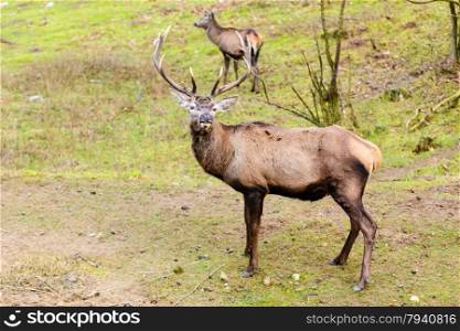 Majestic powerful adult male red deer stag on meadow. Animals in natural environment, beauty in nature.