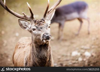 Majestic powerful adult male red deer stag with herd in autumn fall forest. Animals in natural environment, beauty in nature.