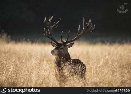 Majestic red deer stag cervus elaphus bellowing in open grasss f. Majestic red deer stag cervus elaphus bellowing in open grasss field during rut season in Autumn Fall