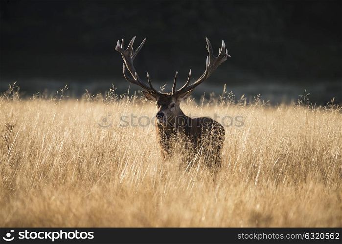 Majestic red deer stag cervus elaphus bellowing in open grasss field during rut season in Autumn Fall