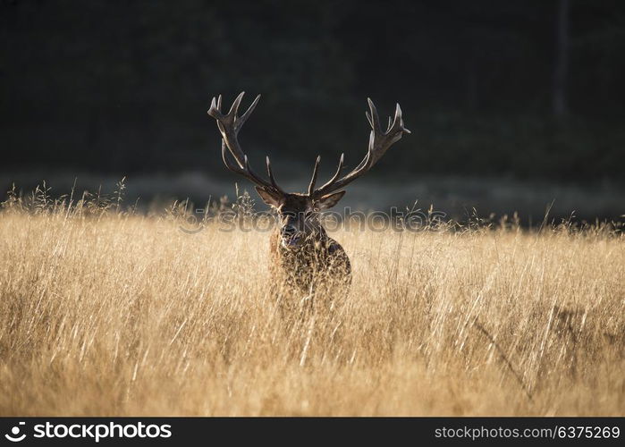 Majestic red deer stag cervus elaphus bellowing in open grasss field during rut season in Autumn Fall