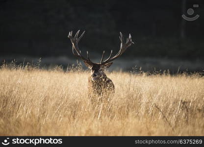 Majestic red deer stag cervus elaphus bellowing in open grasss field during rut season in Autumn Fall