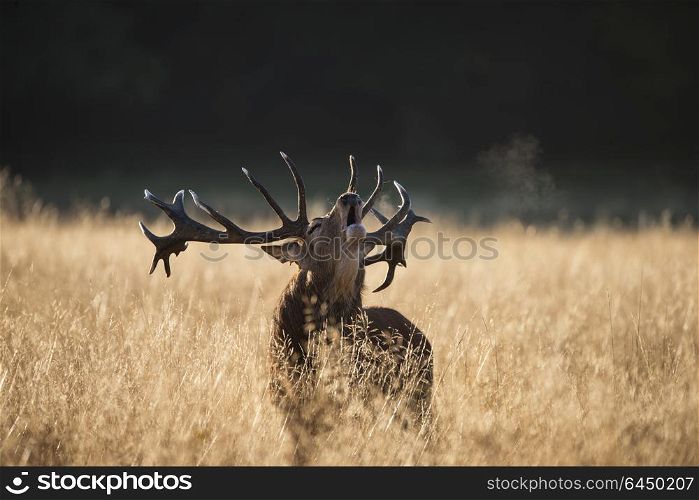 Majestic red deer stag cervus elaphus bellowing in open grasss field during rut season in Autumn Fall