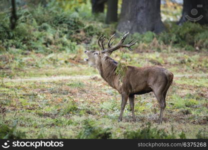 Majestic red deer stag Cervus Elaphus in forest landscape during rut season in Autumn Fall