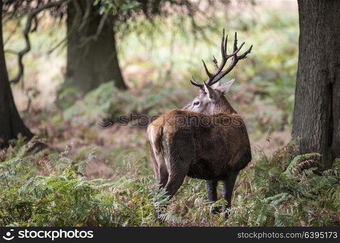 Majestic red deer stag Cervus Elaphus in forest landscape during rut season in Autumn Fall