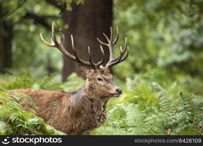 Majestic red deer stag Cervus Elaphus in forest landscape during rut season in Autumn Fall