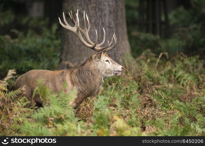 Majestic red deer stag Cervus Elaphus in forest landscape during rut season in Autumn Fall