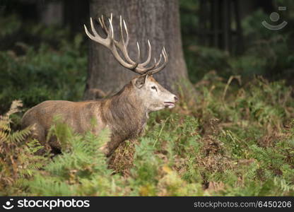 Majestic red deer stag Cervus Elaphus in forest landscape during rut season in Autumn Fall