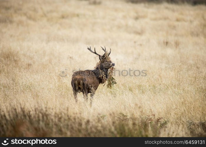 Majestic red deer stag Cervus Elaphus in forest landscape during rut season in Autumn Fall